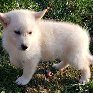German Shepherd Dog Puppy Dexter