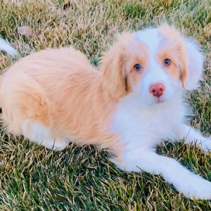 Aussiedoodle Puppy Sammy