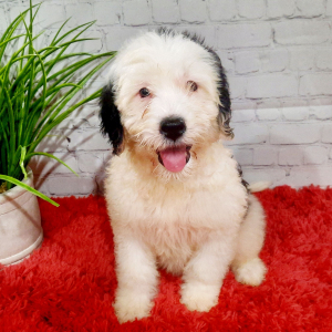 Portuguese Water Dog Puppy Ellie