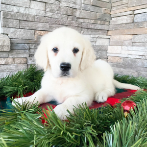 Golden Retriever Puppy Tara
