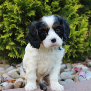 Cavalier King Charles Spaniel Puppy Grace