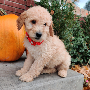 Labradoodle Puppy Emma