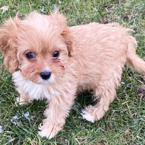 Cavapoo Puppy Martha