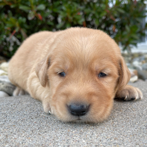 Golden Retriever Puppy Amram