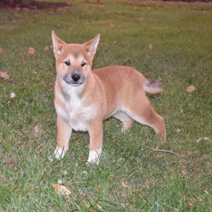 Shiba Inu Puppy Yoshi