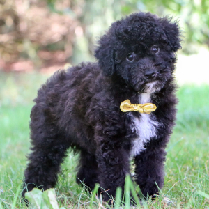 Havapoo Puppy Treyson