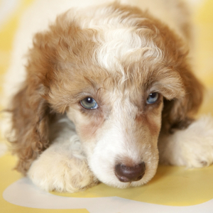 Poodle Puppy Lottie