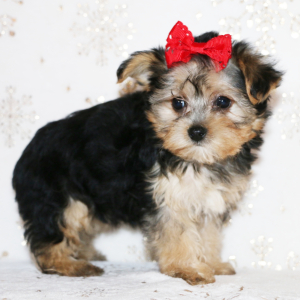 Yorkiepoo Puppy Fifi