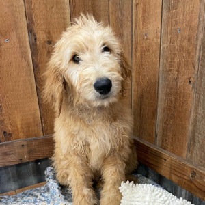Goldendoodle Puppy Holt