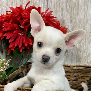 Chihuahua Puppy Maxy