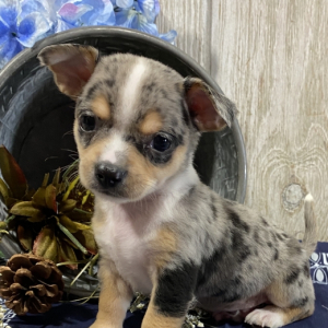 Chihuahua Puppy Darryl