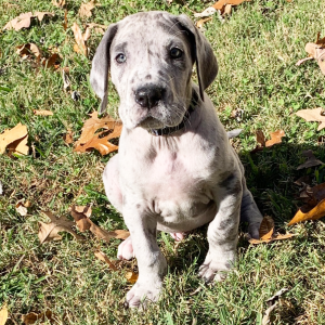 Great Dane Puppy Mickey