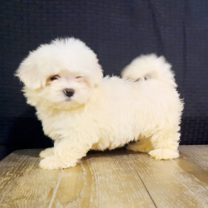 Maltese Puppy Allie