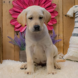 Labrador Retriever Puppy Brandon