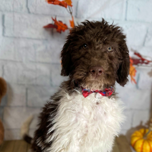 Labradoodle Puppy Tattum