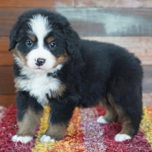 Bernese Mountain Dog Puppy Clark