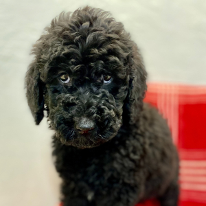 Labradoodle Puppy Boden