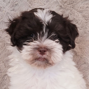 Havanese Puppy DeAndre