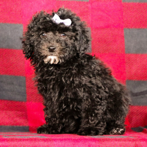 Poodle Puppy Nora