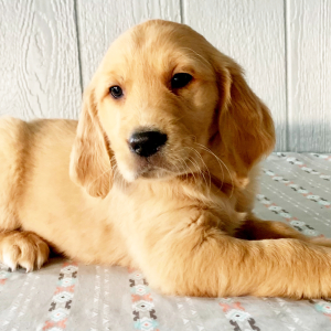 Golden Retriever Puppy Gus