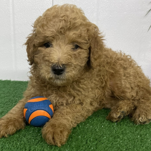 Goldendoodle Puppy Roxy