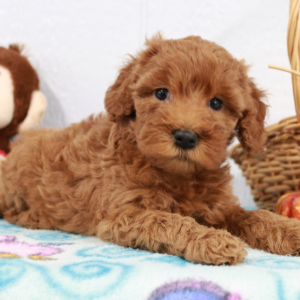 Labradoodle Puppy Tammy