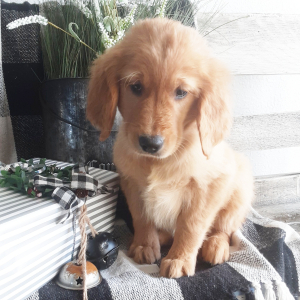 Golden Retriever Puppy Shilo