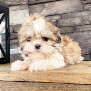 Shih Tzu Puppy Leanna