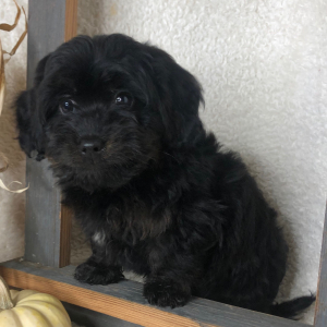 Bernedoodle Puppy Elliot