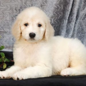 Goldendoodle Puppy Victor