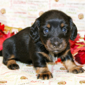 Dachshund Puppy Ashten