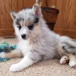 Pomsky Puppy Crista