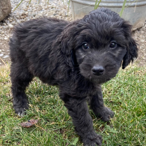 Goldendoodle Puppy Jaden