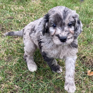 Goldendoodle Puppy Jimmy