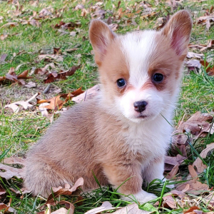 Pembroke Welsh Corgi Puppy Paco
