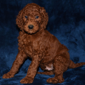 Labradoodle Puppy Ready