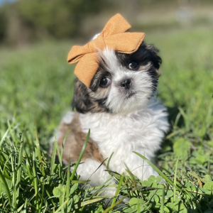 Shih Tzu Puppy Emma