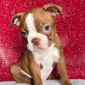 Boston Terrier Puppy Rosie