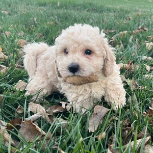 Labradoodle Puppy Copper