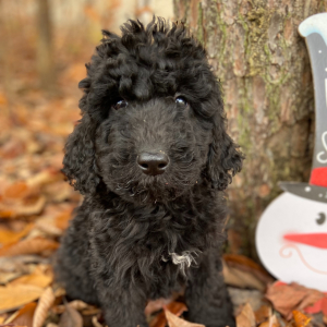 Labradoodle Puppy Peyton