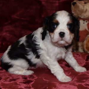 Cavalier King Charles Spaniel Puppy Ezra