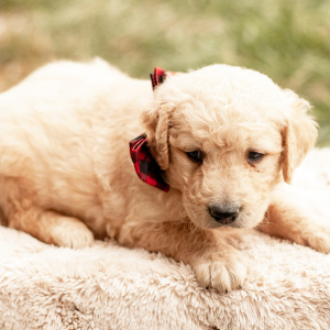 Golden Retriever Puppy Bandit