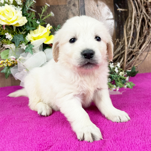 Golden Retriever Puppy Adriana