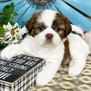 Shih Tzu Puppy Theodore