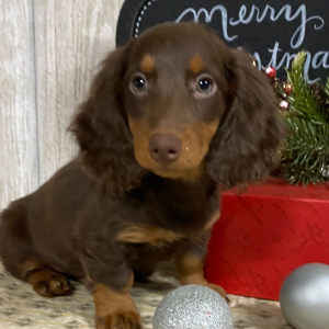Dachshund Puppy Smokey