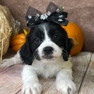 Cavapoo Puppy Demi