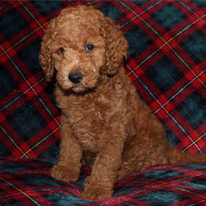 Poodle Puppy Elton