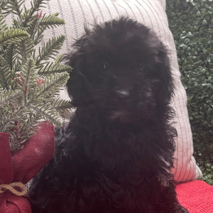 Cockapoo Puppy Chester