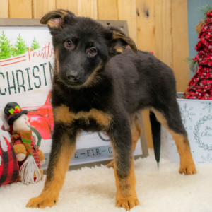 German Shepherd Dog Puppy Claudia