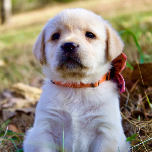 Labrador Retriever Puppy Aurora